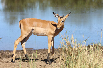 Schwarzfersenantilope / Impala / Aepyceros melampus..