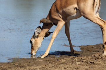 Schwarzfersenantilope und Rotschnabel-Madenhacker / Impala and Red-billed oxpecker / Aepyceros...