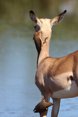 Schwarzfersenantilope und Rotschnabel-Madenhacker / Impala and Red-billed oxpecker / Aepyceros...