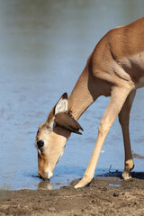 Schwarzfersenantilope und Rotschnabel-Madenhacker / Impala and Red-billed oxpecker / Aepyceros...