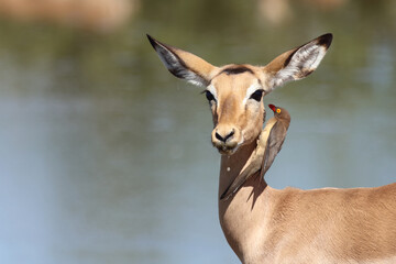 Schwarzfersenantilope und Rotschnabel-Madenhacker / Impala and Red-billed oxpecker / Aepyceros...