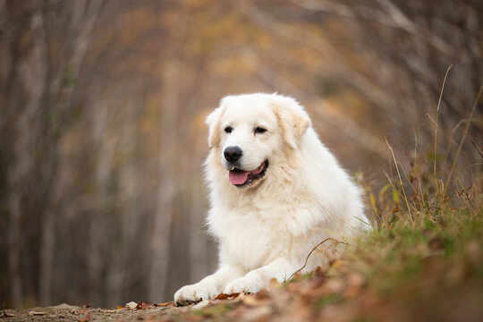 Beautiful maremmano abruzzese dog lying in the autumn forest. Big white sheepdog in fall