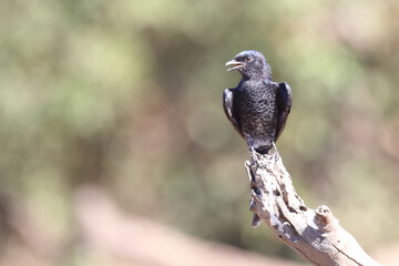 Rotschwingenstar / Red-winged Starling / Onychognathus morio.