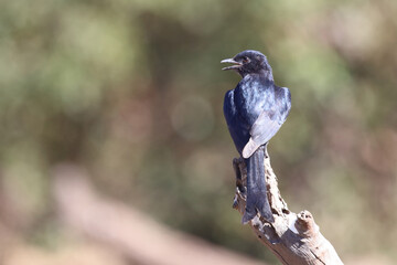 Rotschwingenstar / Red-winged Starling / Onychognathus morio.