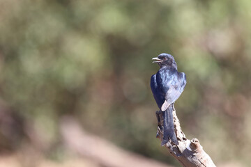 Rotschwingenstar / Red-winged Starling / Onychognathus morio.
