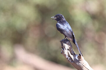 Rotschwingenstar / Red-winged Starling / Onychognathus morio.