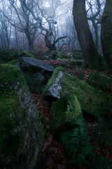 Ancient curving trees in the woods during a crossover of seasons. Autumn to winter.
