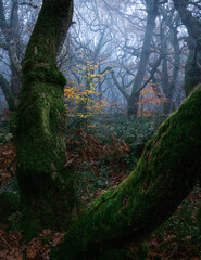 Acient curving trees in the woods during a cross over of seasons. Autumn to winter.