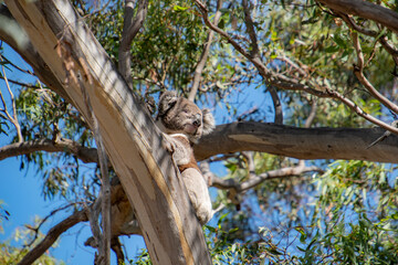 Fototapeta premium Male koala in eucalytus tree