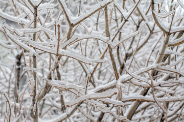 Bare tree branches glazed with ice after the cyclone