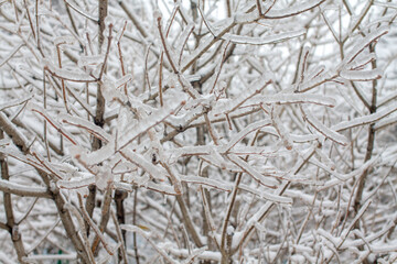 Bare tree branches glazed with ice after the cyclone