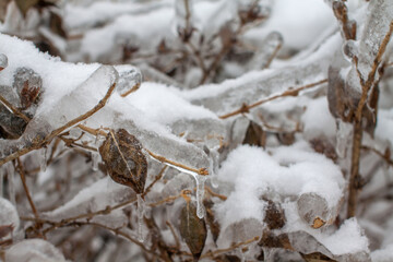 Green leaves glazed with ice after the cyclone