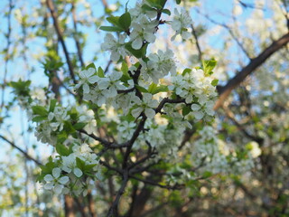  gardens bloom in spring