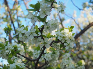  gardens bloom in spring