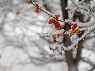 Covered with ice branches with red autumn leaves after the cyclone