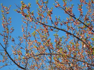  gardens bloom in spring