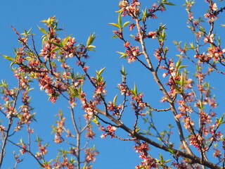  gardens bloom in spring