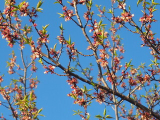  gardens bloom in spring