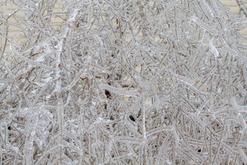 icebound tree branches after the cyclone