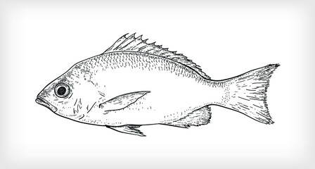 Black line art illustration, one scaly fish, used as a menu illustration, cover, brochure.