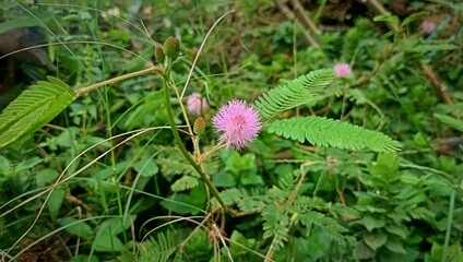 flower in the grass