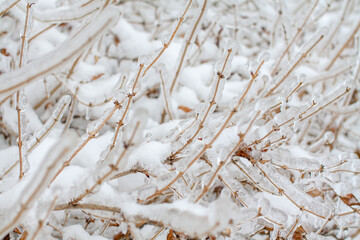 icebound tree branches after the cyclone