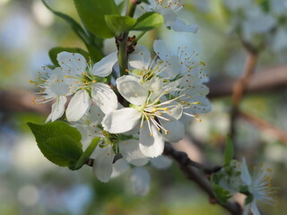  gardens bloom in spring