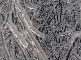 icebound tree branches after the cyclone