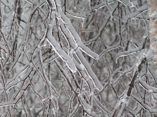 icebound tree branches after the cyclone