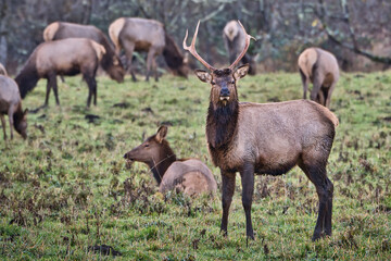 Naklejka na ściany i meble 2020-11-28 A ROOSEVELT ELK STANDING IN A MEADOW ON ALERT WITH HIS HERD IN THE BACKGROUND-BLURRY 