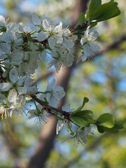  gardens bloom in spring