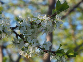  gardens bloom in spring
