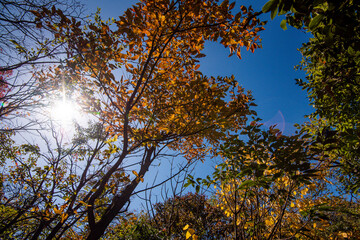 Golden leafs on blue sky at autumn forest