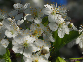  gardens bloom in spring