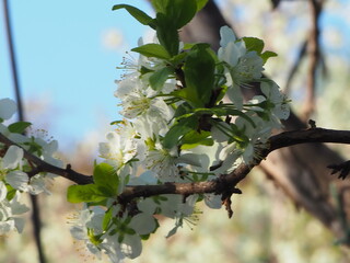  gardens bloom in spring