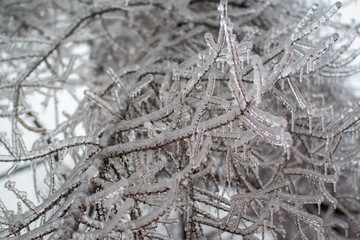 icebound tree branches after the cyclone