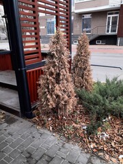 plants and autumn within the city