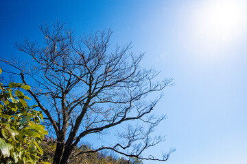 Beautiful landscape of Tianmen mountain national park, Hunan province, Zhangjiajie, China