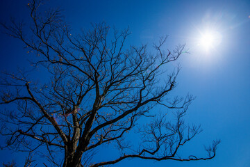 Photo of tree without leaves with blue sky