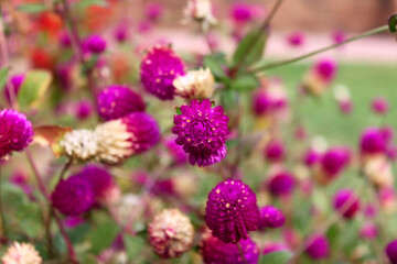 Pink flowers gomphrena (lat. Gomphrena)