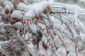 Icebound berry branch covered with snow after the cyclone