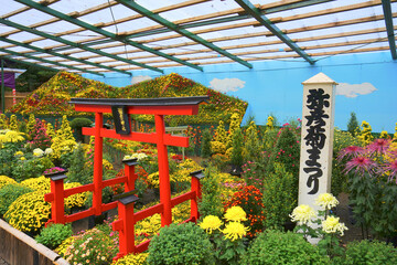 chrysanthemum, Yahiko shrine, Yahiko village, Niigata Pref.,Japan