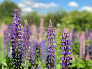 Fototapeta premium lavender field in region