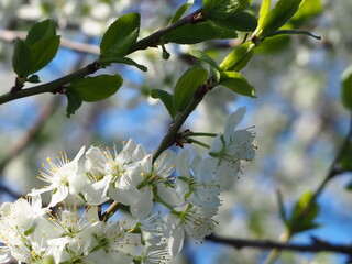 gardens bloom in spring