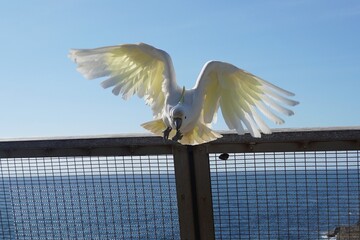 Sulphur-Crested Cockatoo with Wings spread and heading straight for the Camera © Annalucia