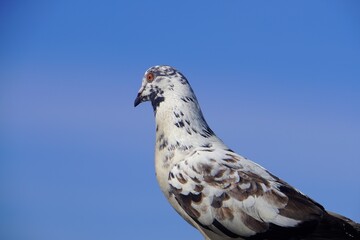 Mottled Pigeon against Blue Sky