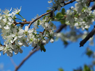 gardens bloom in spring