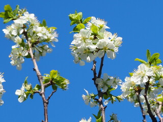  gardens bloom in spring