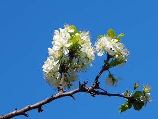  gardens bloom in spring