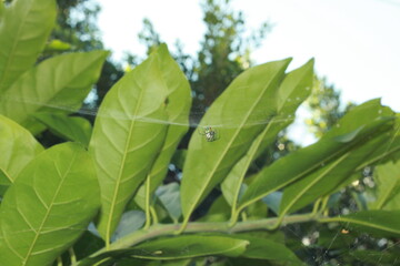 foto de arana en medio de su telaraña con fondo borroso. fotos de diferente angulos   